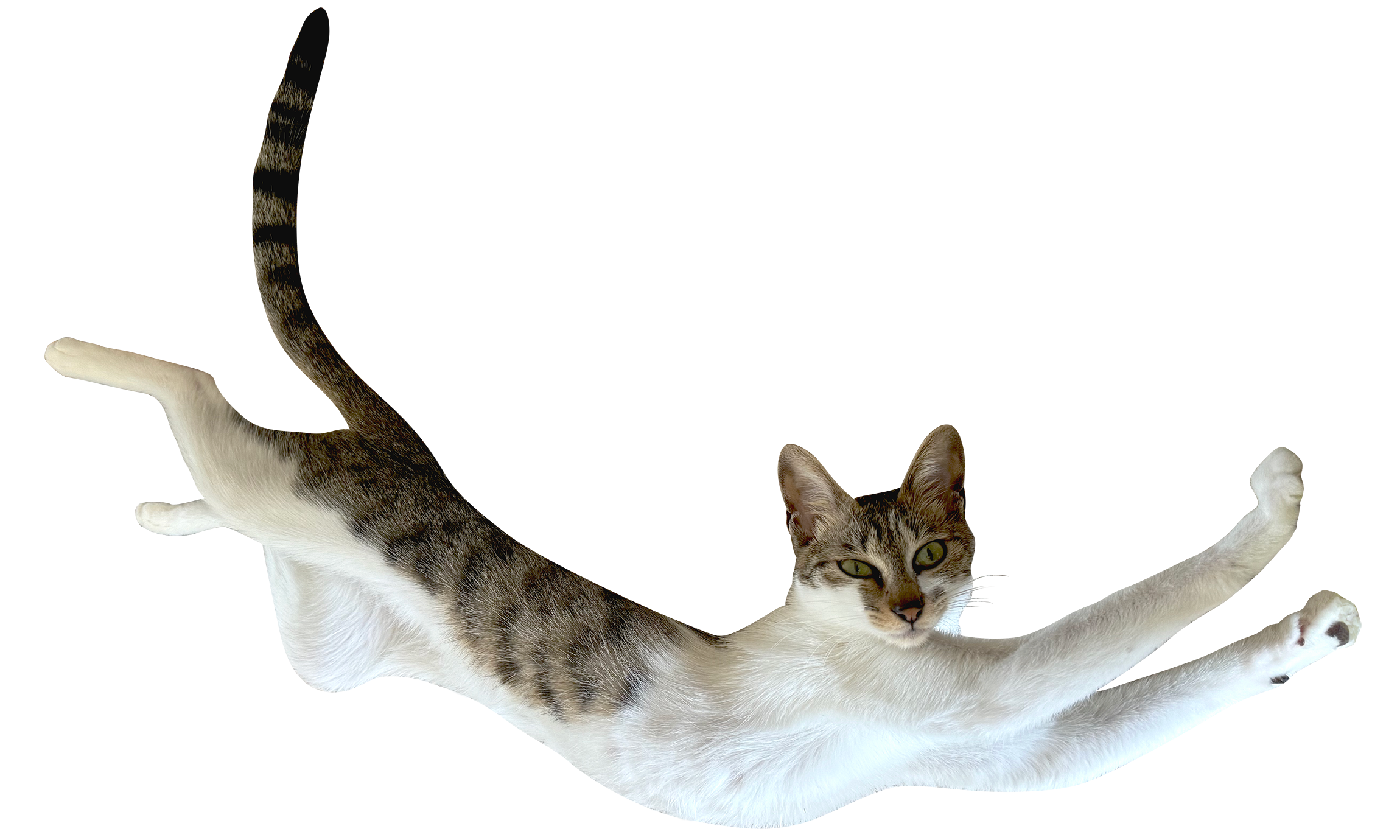 飛ぶあつこ